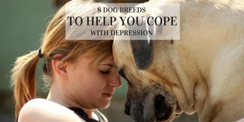 best dogs for depression