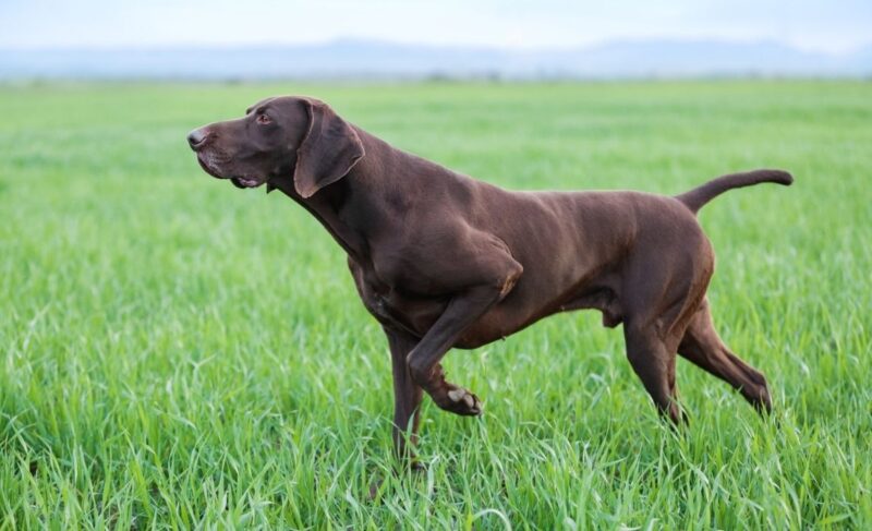 German Shorthaired Pointer Mixes