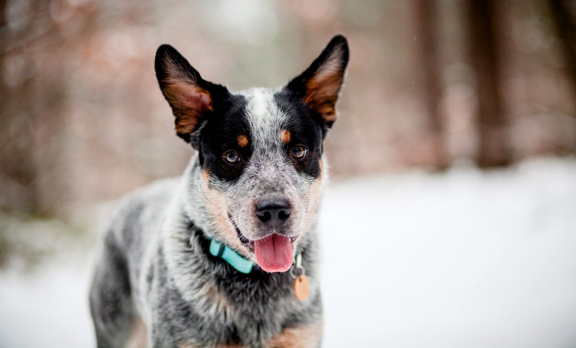 blue heeler mixes