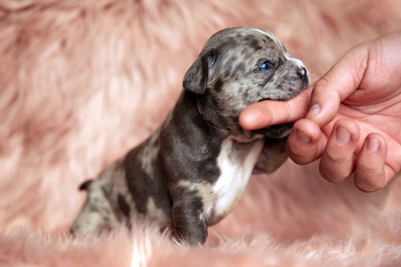 aggressive puppy signs