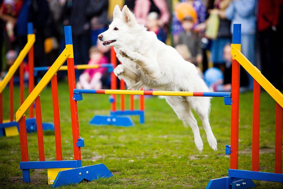 Agility Course Obstacles