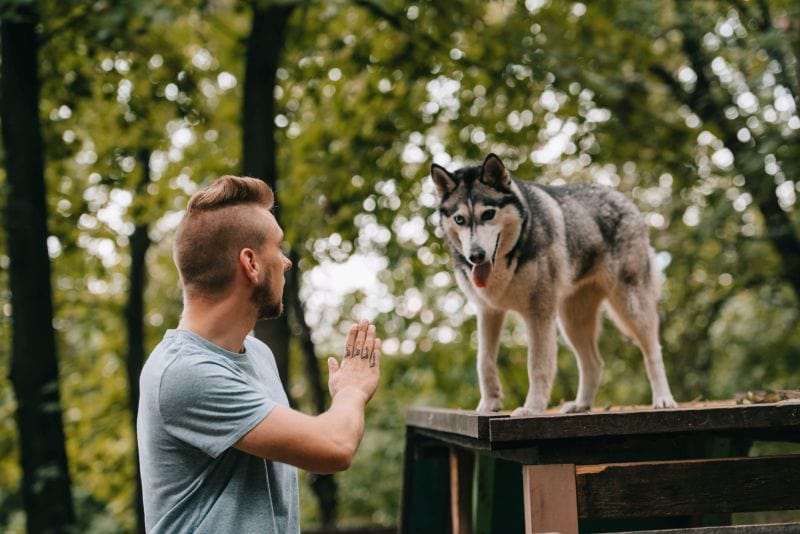 dominance dog training