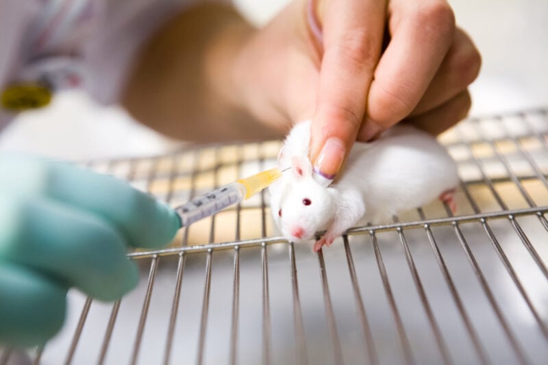 animal testing statistics