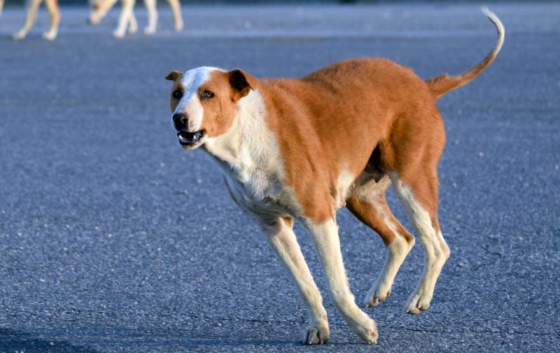 are feral dogs dangerous