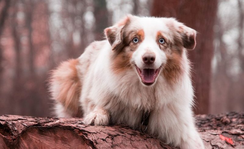 Aussie Shepherd Mixes