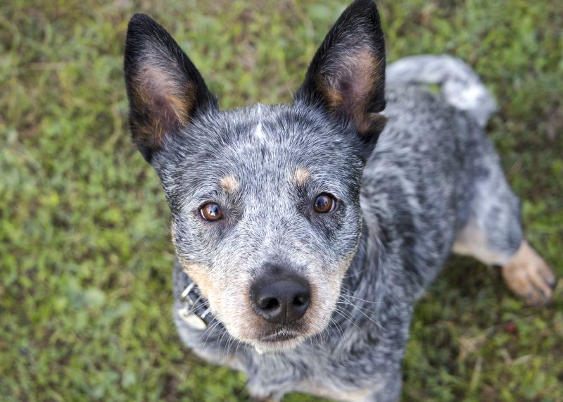 Aussie cattle dog basics