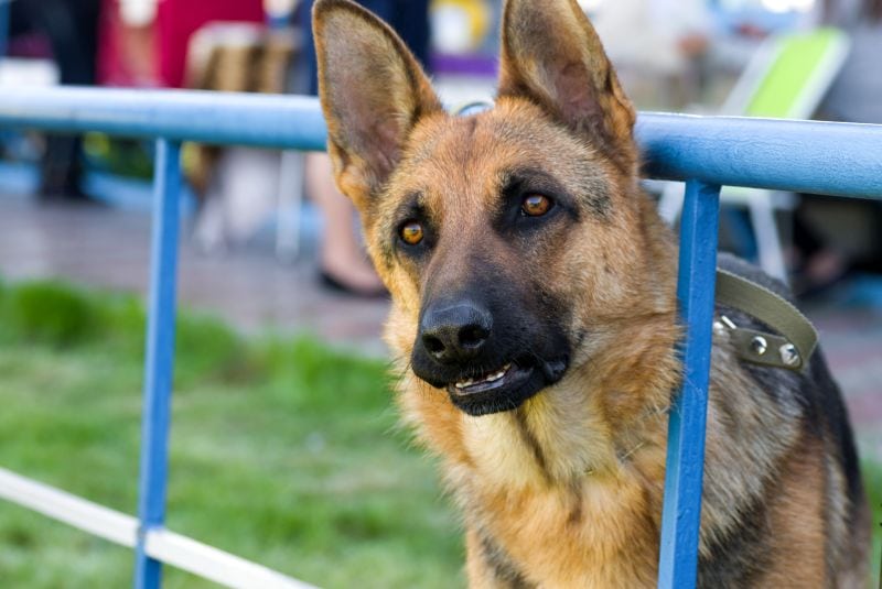 use barrier to stop dog fight