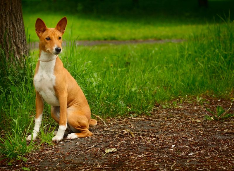 Basenjis are not well-behaved