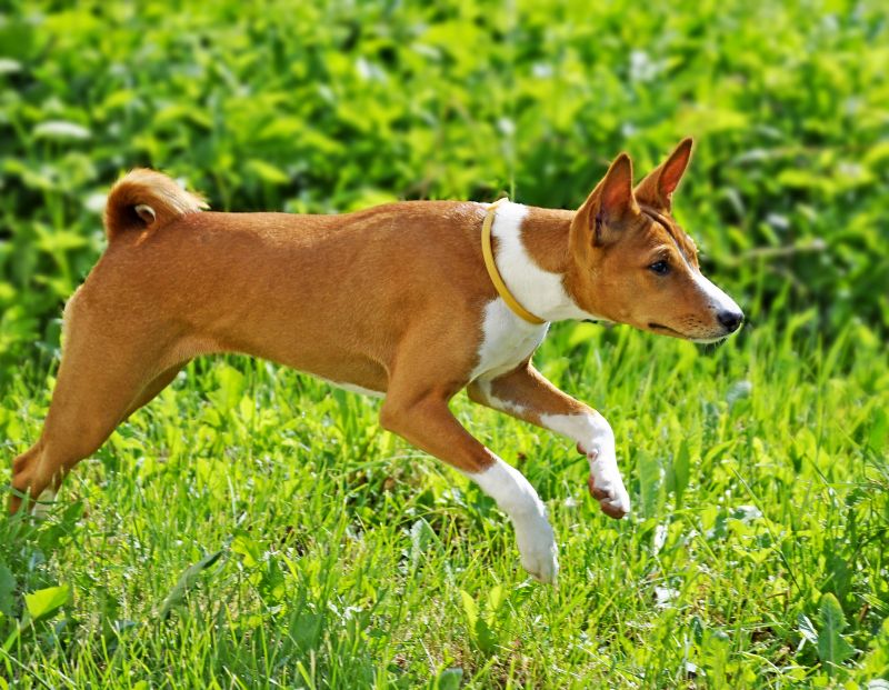 basenji mix