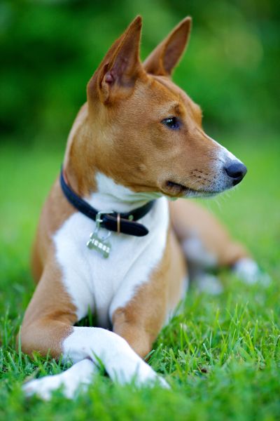 Basenji personality