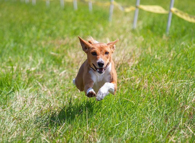 Sighthound Dog Breeds_Basenji