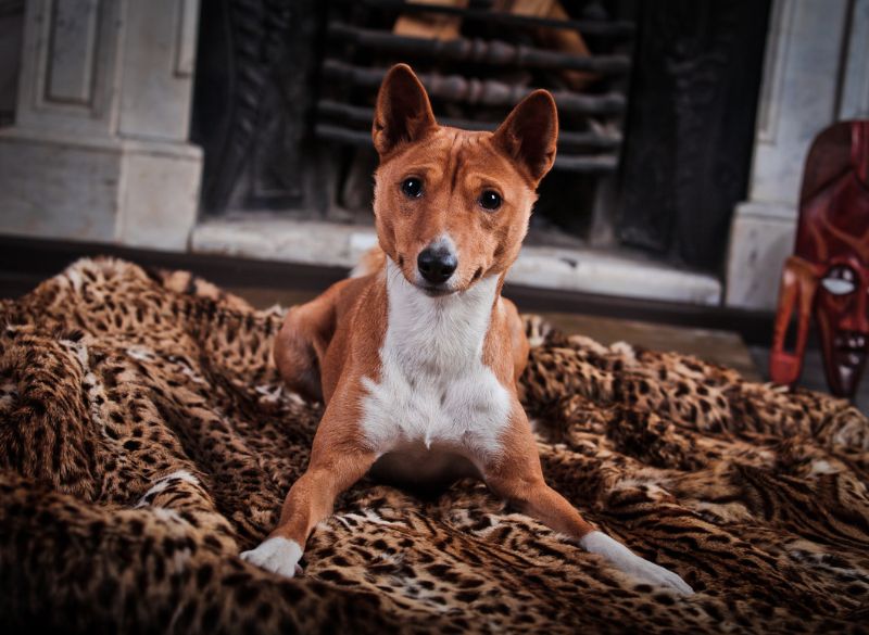 Basenji great mixes