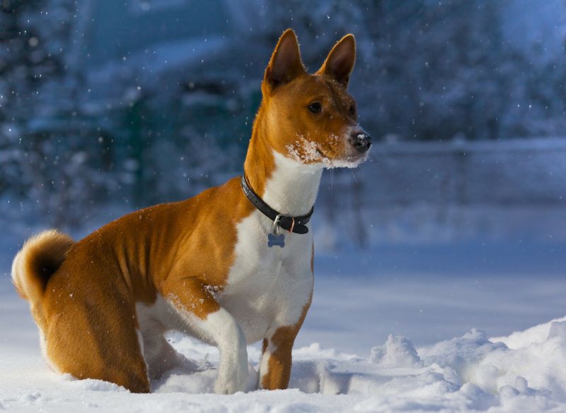 Basenji great mixes