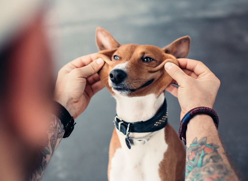 Basenji great mixes