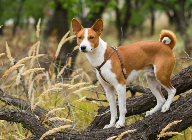 Basenji great mixes