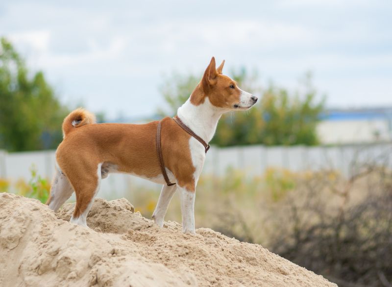 Basenji great mixes