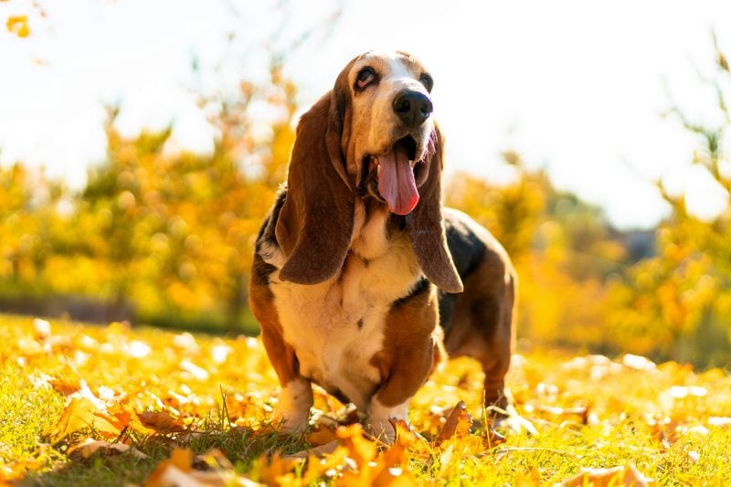 basset hound