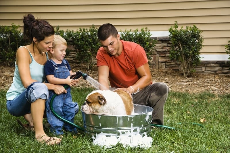 Bathing dog outside