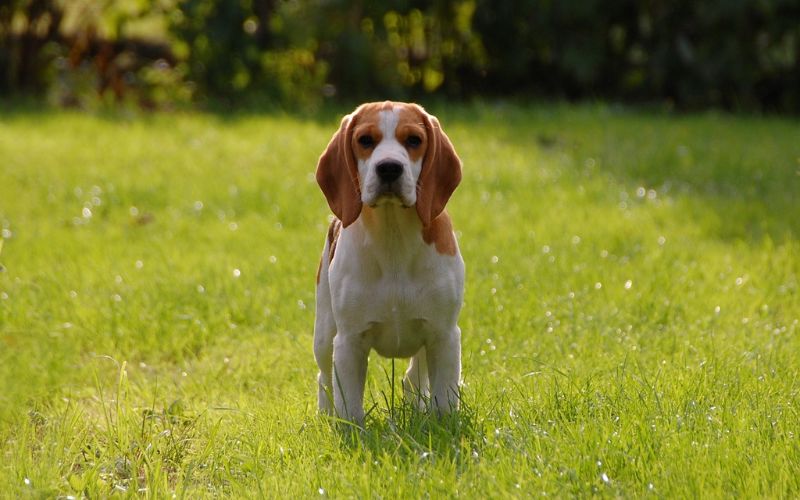 Beagle standing in on grass