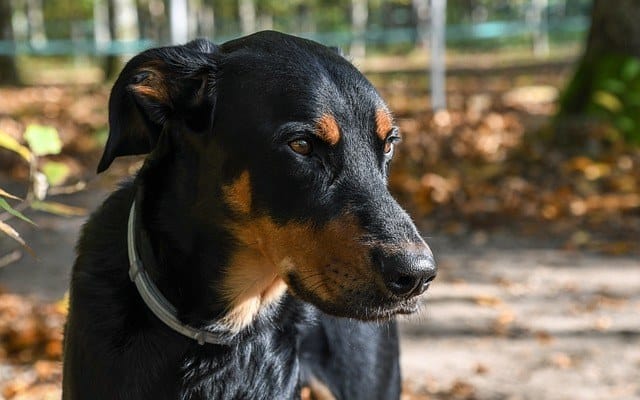 beauceron