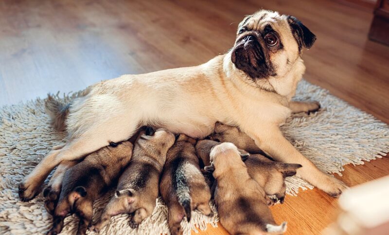 how to be a dog breeder