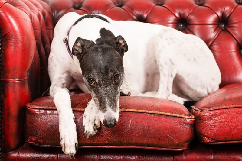 Beds for Greyhounds