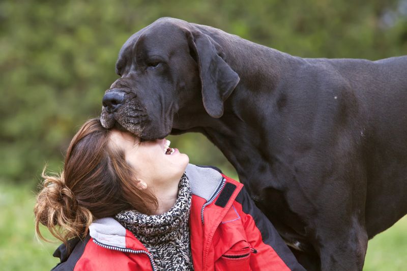 Great Danes are good service dogs