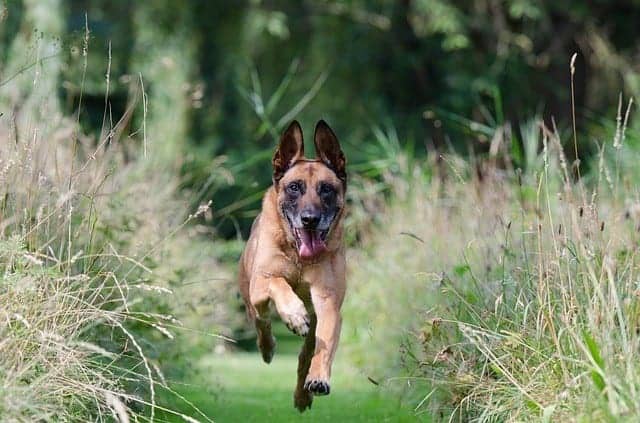 Belgian-Malinois