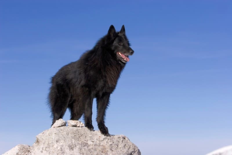 Belgian Sheepdog rear dewclaws