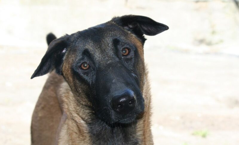 Belgian Malinois Mixes