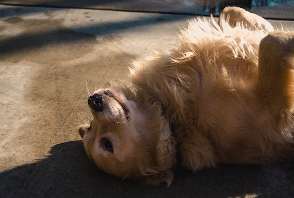 belly-rub-dog-body-language