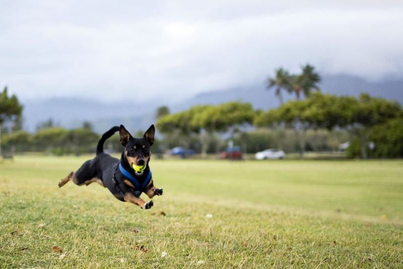 why use a ball launcher with your dog