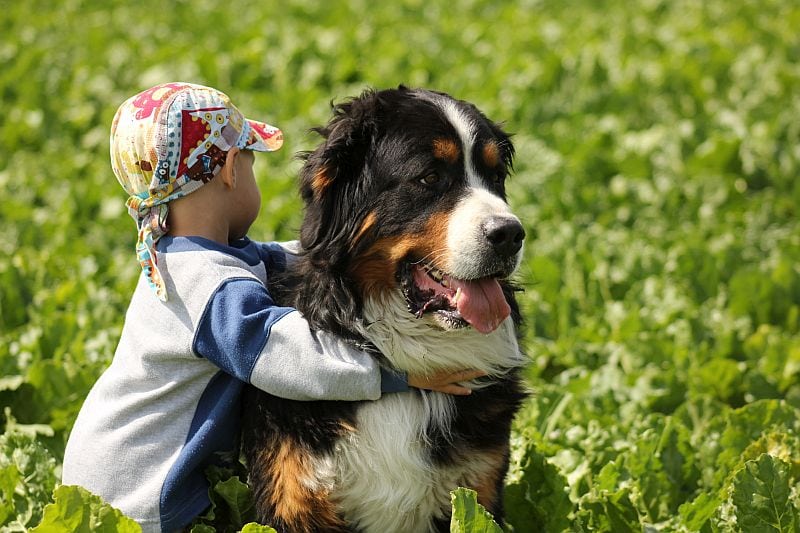 Bernese Mountain Dogs are good service animals