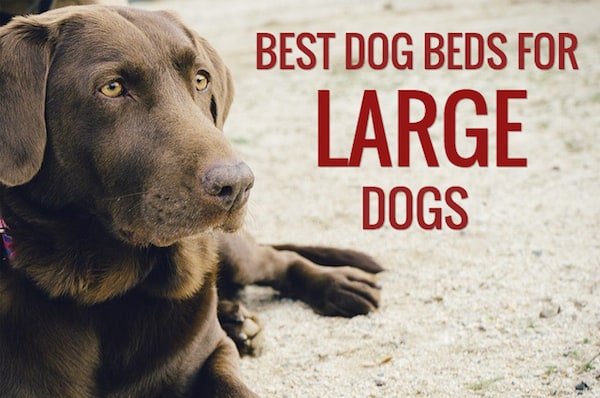 best beds for large dogs