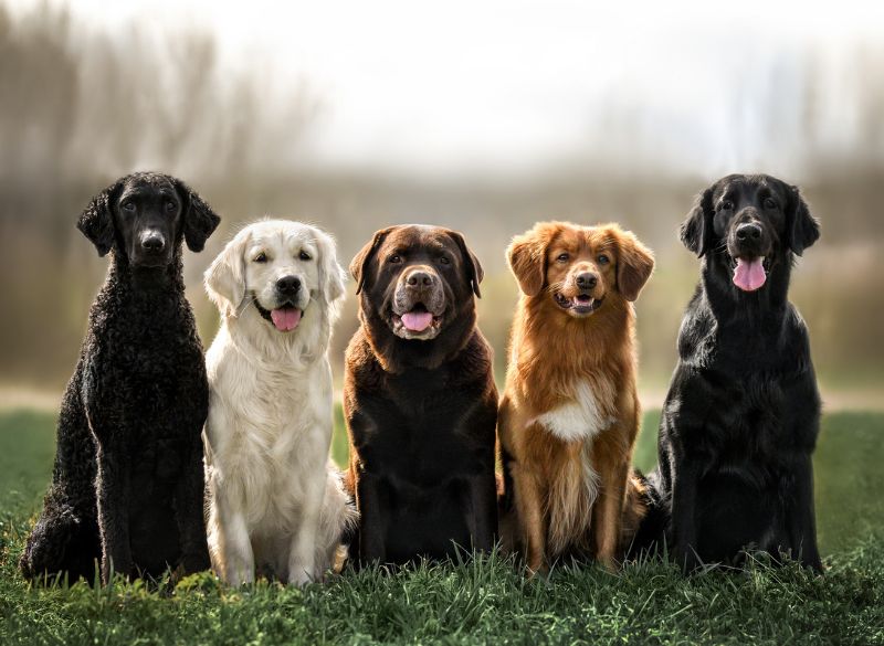 Best Behaved Dog Breeds