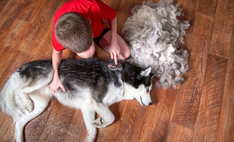 Best Brushes for Huskies