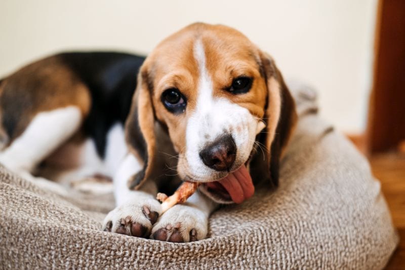 dog bully stick