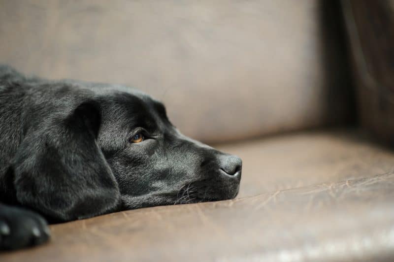 Best Couch Covers for Dogs