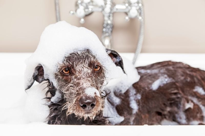 Best Dog Bath Tubs