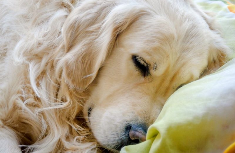 best bed for golden retriever