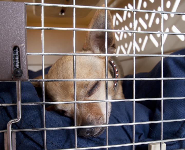 dog crate beds