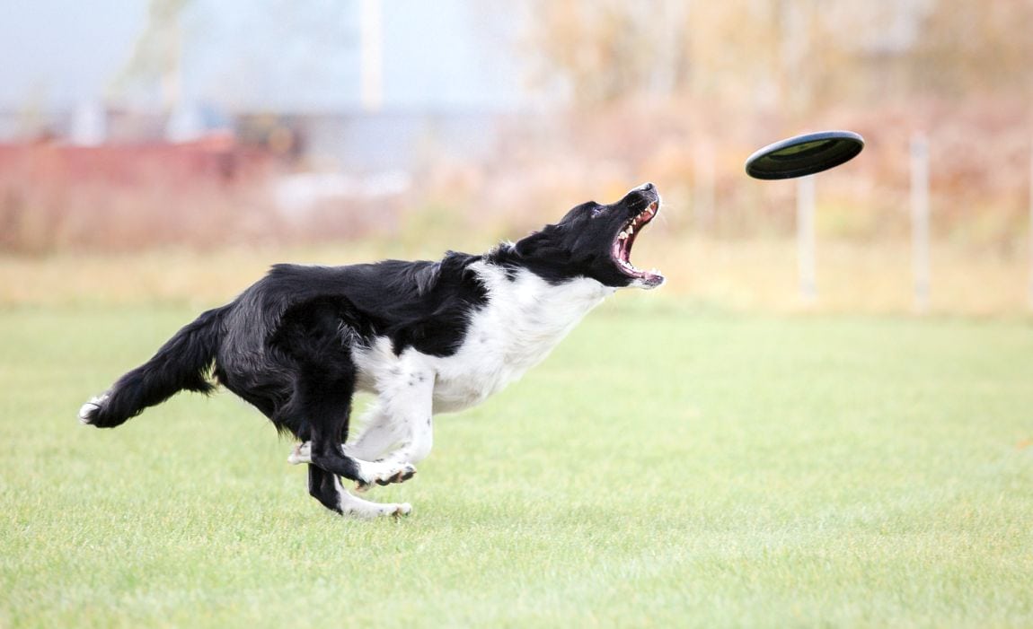 best toys for fetch with dog