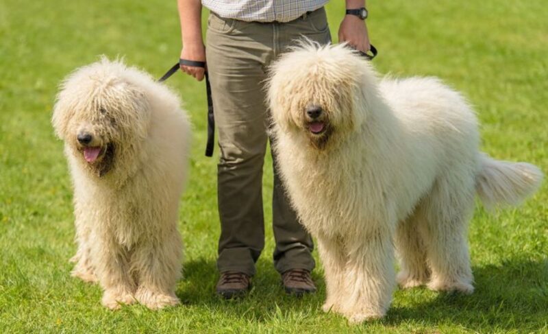 Best Dog Food for a Komondor Dog