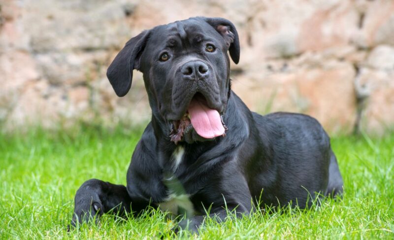 Best Dog Food for Cane Corso