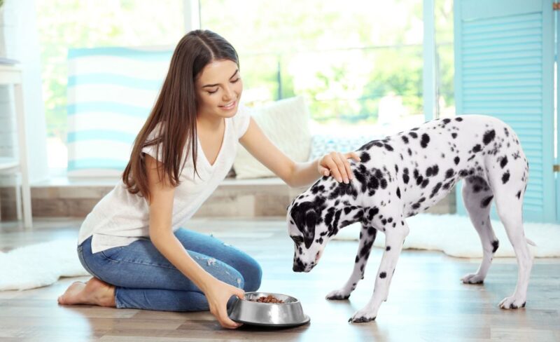 best dog food for Dalmatians