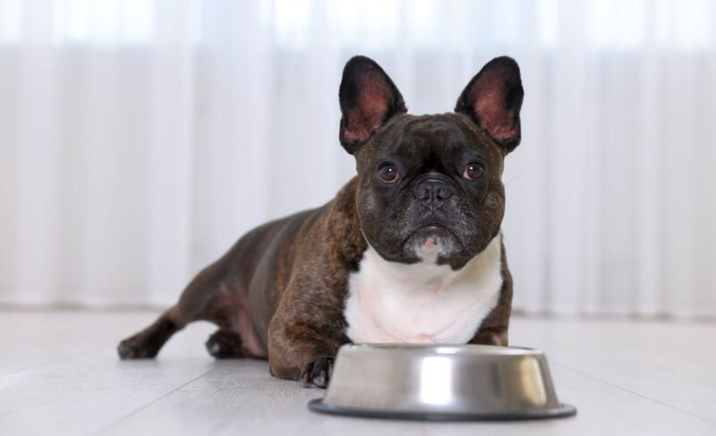 Best Dog Food for French Bulldogs