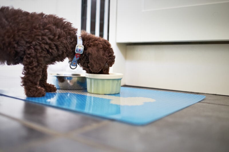 dog food mats