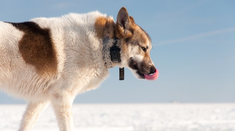 best dog gps trackers