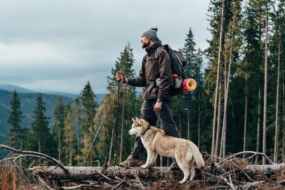 best-dog-harness-for-hiking