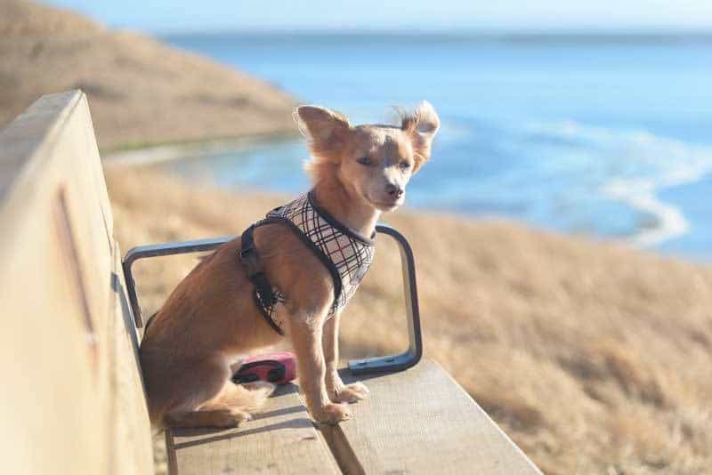 best-dog-harness-for-training